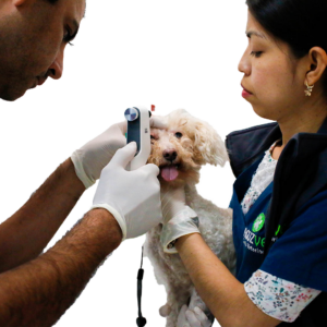 Veterinario en Ensenada